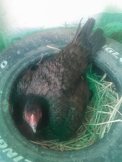 pure aseel kurak murgi