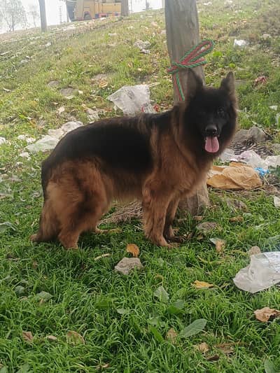 German Shepherd Female