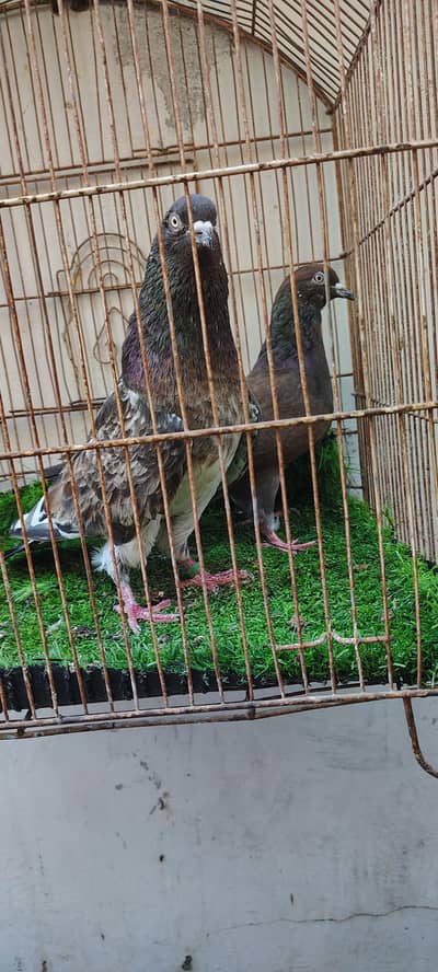 ambersira pigeons