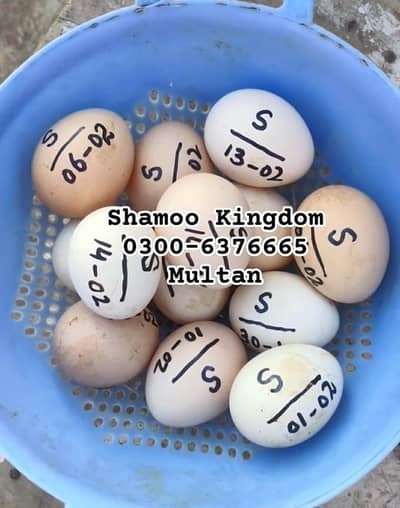 FERTILE SHAMOO EGGS FOR SALE