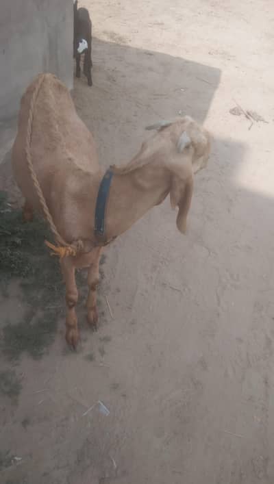 pure makhi cheni path