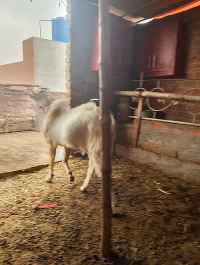 gulaabi tedda 4 daant