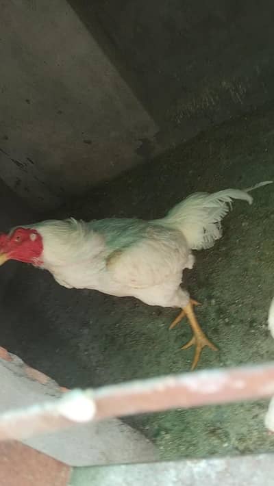 shamo croos murga and Hera madii