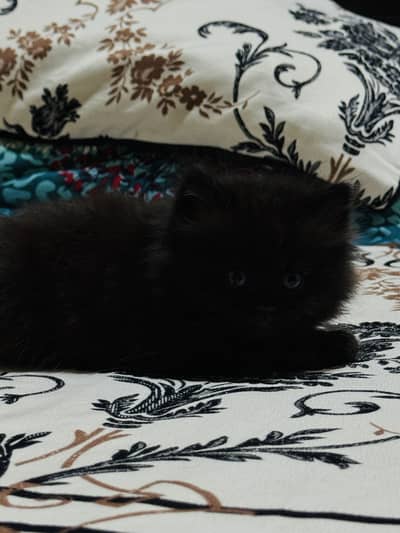 Pure Persian Kittens male and female – Booking Open
