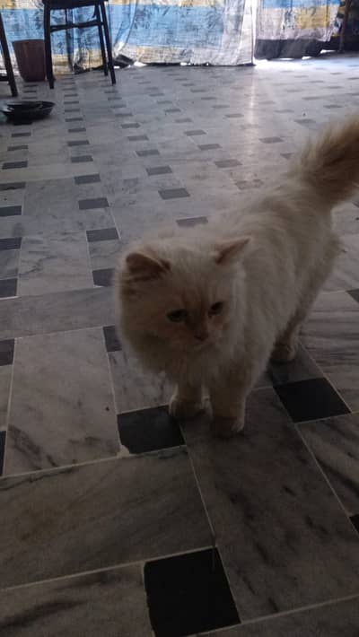 5 Months Pair persion Cats for sale