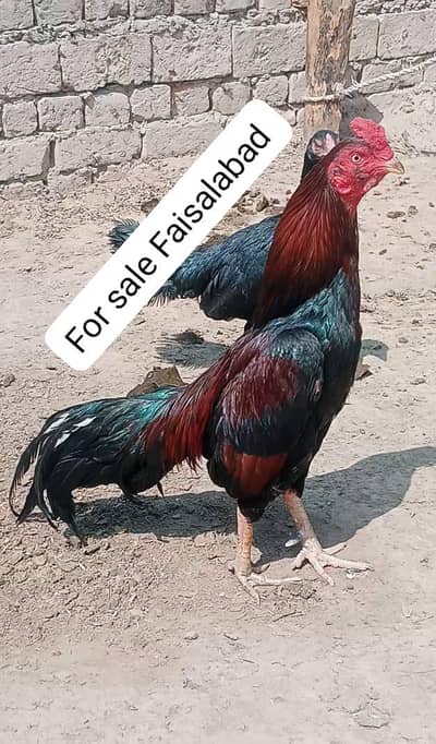 lassani crass murga for sale