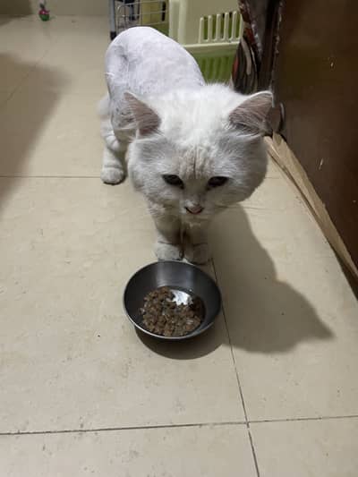 White triple coat stud male