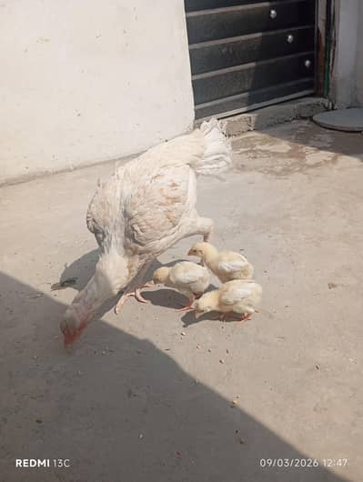 Heera Aseel Hen with 03 chicks 03044207148