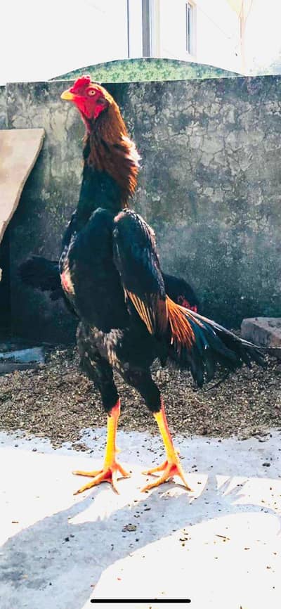 Aseel shamo  pure Breed chiks for sale