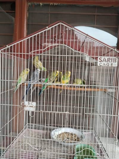 Australian parrots for sale