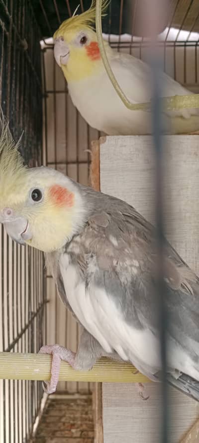 Red eyed male and hand tamed female available for sale.