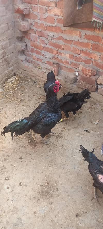 aseel thaipakoya murghian chosy r anday