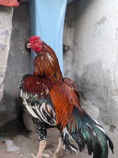 high quality Aseel murgha Available price final ha