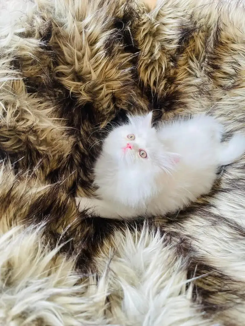 Persian kittens — photo 4
