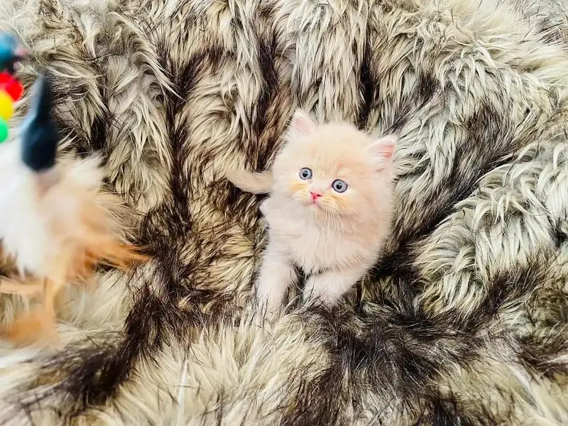 Persian kittens — photo 5