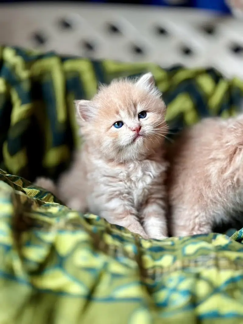 Persian kittens — photo 7