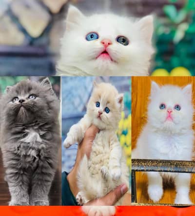 cash on delivery Persian Punch face triple coat cat Kitten