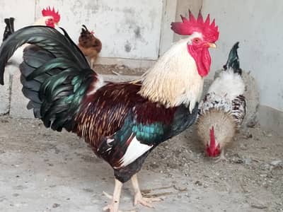 Golden Misri Mugha (Roaster) for Sale