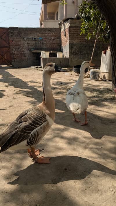 2 Healthy Male Ducks for Sale – Good Size