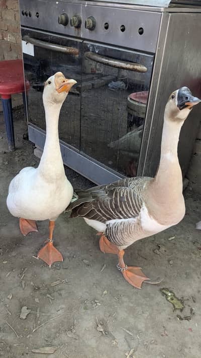 2 Healthy Male Ducks for Sale – Good Size