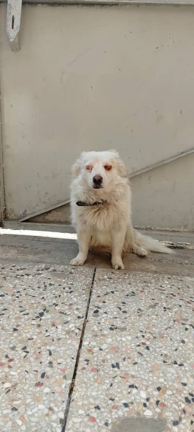 Russian Dogs | Pink Nose pair | white Dog pair for  sale