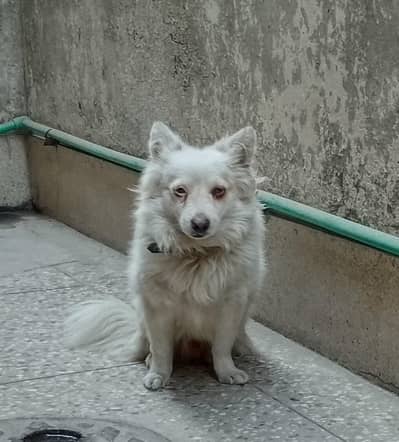 Russian Dogs | Pink Nose pair | white Dog pair for  sale