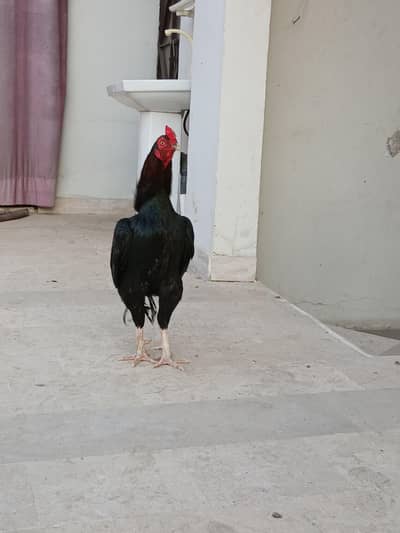 jis bhai ko samaj aai wahi rabta karey