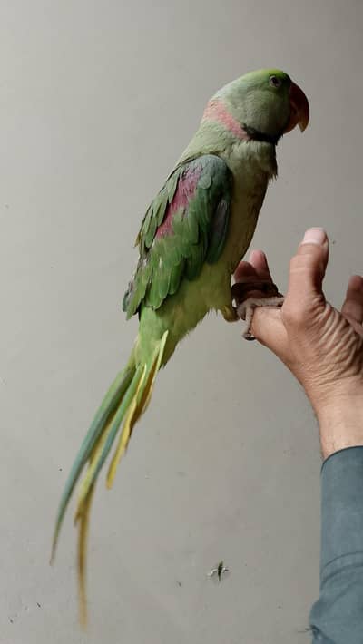 shma Chauhan Sargodha