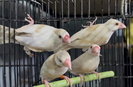 Pastel Fawn Java with Dna 4 females 2 males, (All 55,000)