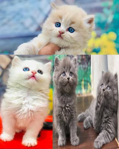 cash on delivery available Persian Punch face triple coat cat Kitten