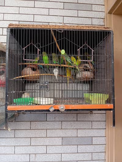Parrots and parrots cage  available for sale