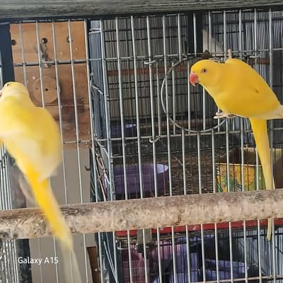 yellow ringneck breeder pair