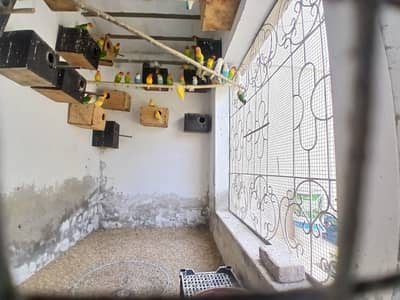 Colony for Sale Per Piece 1200