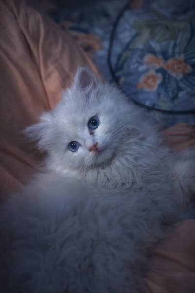 Persian Cat & Kittens Available – male  Beautiful and healthy Per