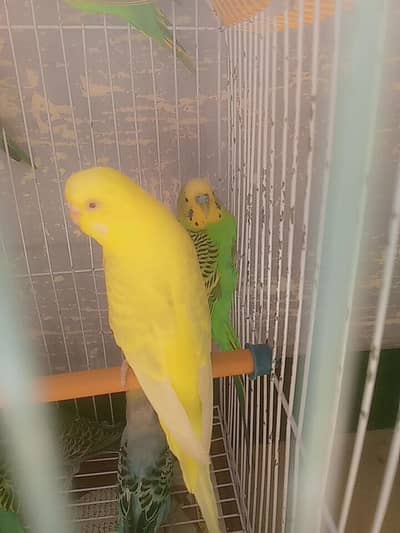 budgies dove all for sell