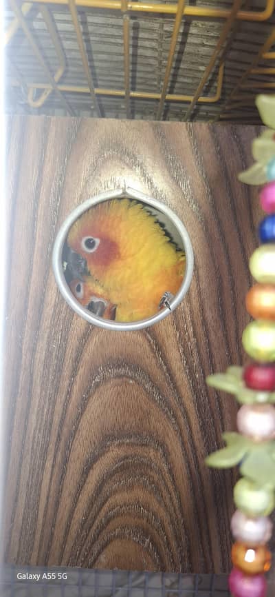 sun cunure breading pair. . . Ye r8 12march tk. . Phr 50k final hoge. . .