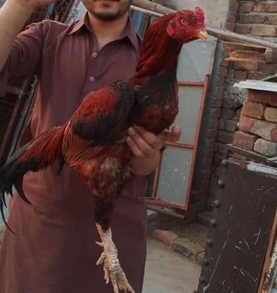 one eye lakha Aseel shindhi 03115440190