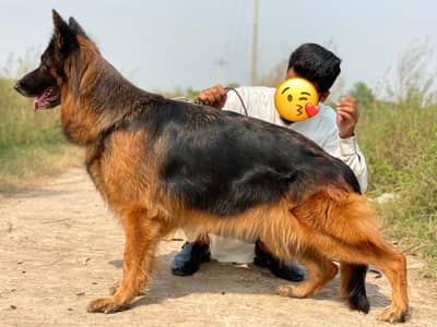 German shepherd female