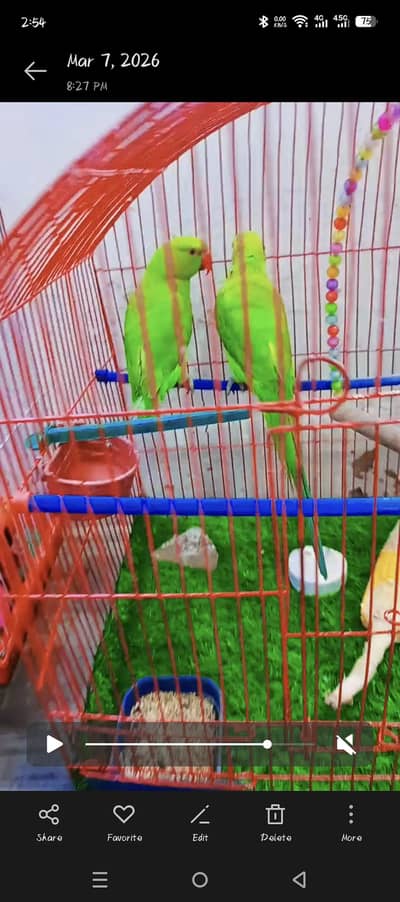 Ring neck Parrot | Green Parrot | breeder pair | Parrots | Raw Parrots