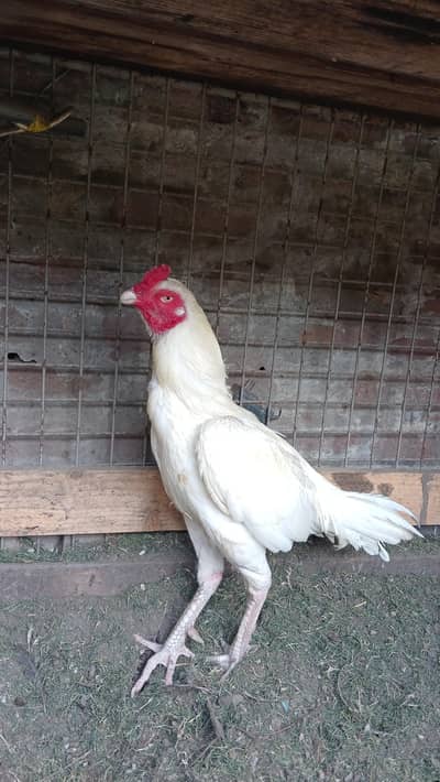 Heera Murga /kurk aseel murgi / Ayam cemani