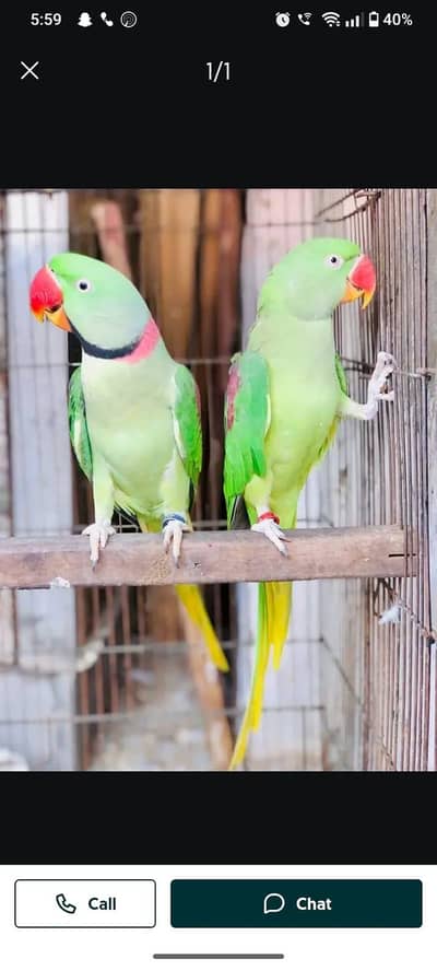 raw parrot pair