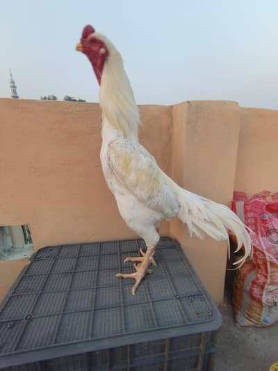 White O shamo breeder male with 2 eggs free