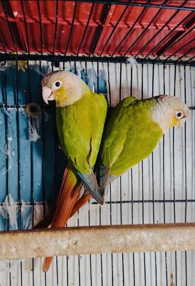 PineApple conor pair wd DNA