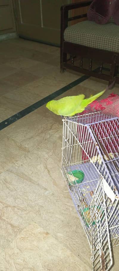 Ringneck handtame male parrot
