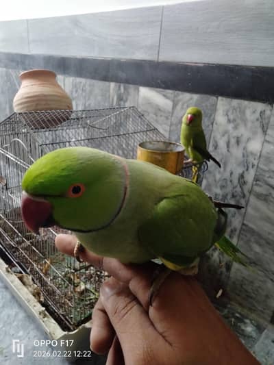 BREADER PAIR FULL TRAIN  SPEAKING PAIR FOR SALE