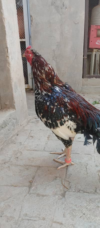 more bird available for sale patha available