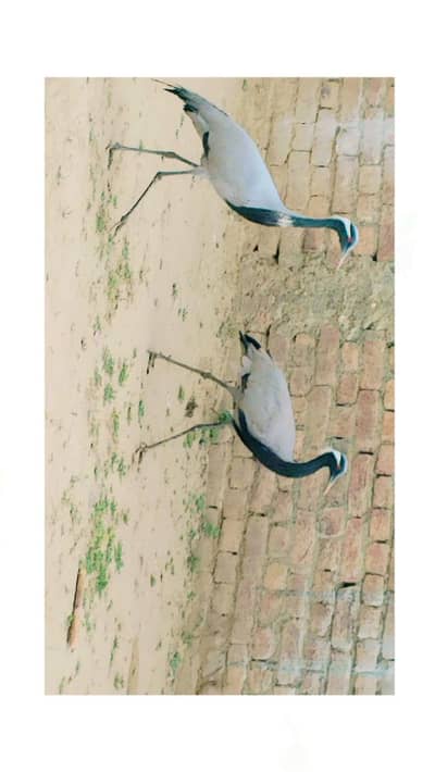 Demoiselle Cranes for sale