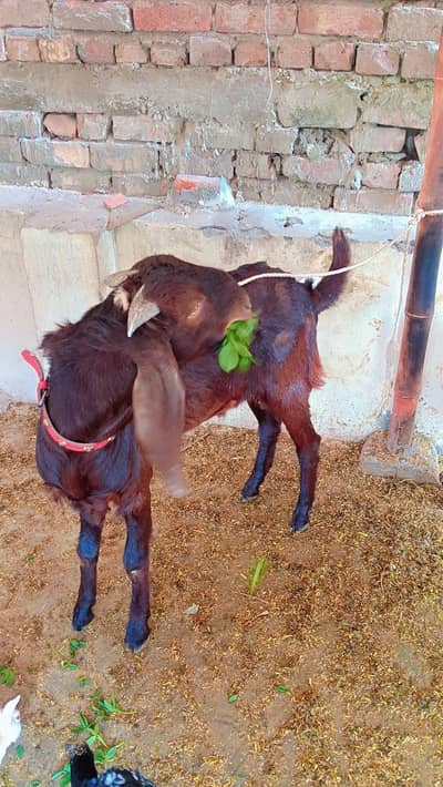 bakra Helthi and active 2 dant ho rha h best Qurbani and shonk