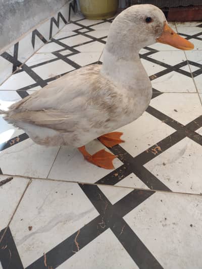 duck only white only Whatsapp no 03037475945