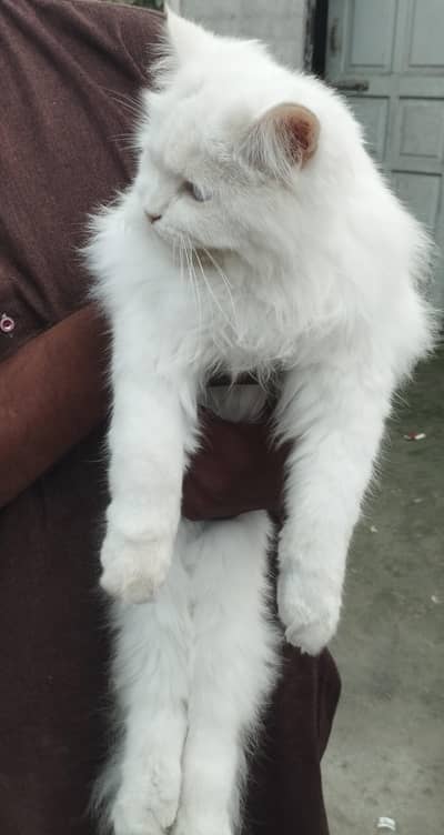 persian Cate | Cute | Kitten | Persian Kitten | Double Coated